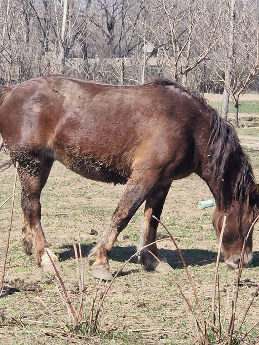 Бие кобыла тяжеловоз