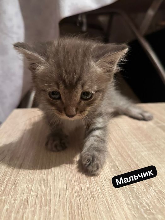 Отдам кошку, котят
