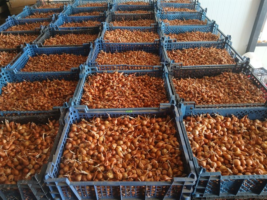 Арпаджик лясковски