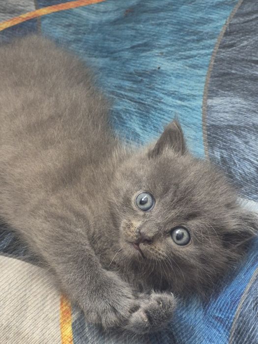 Отдам котёнка в добрые руки