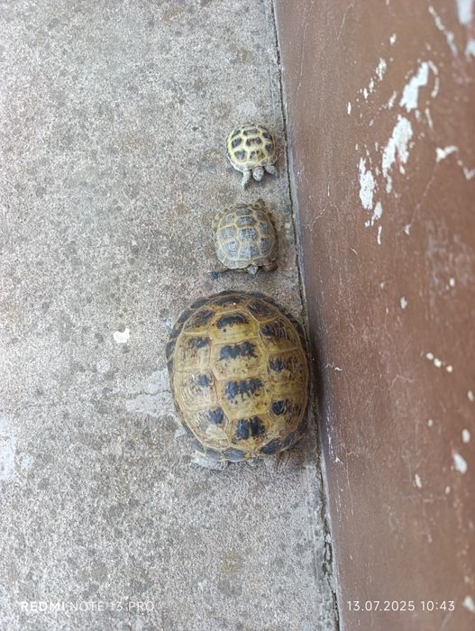 Черепаха большая