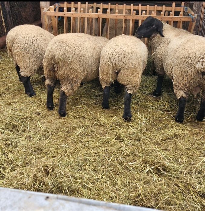 Oii suffolk de Irlanda din parinti de calitate.