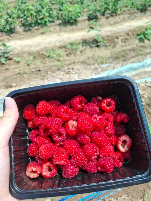 Малина крупная и сладкая