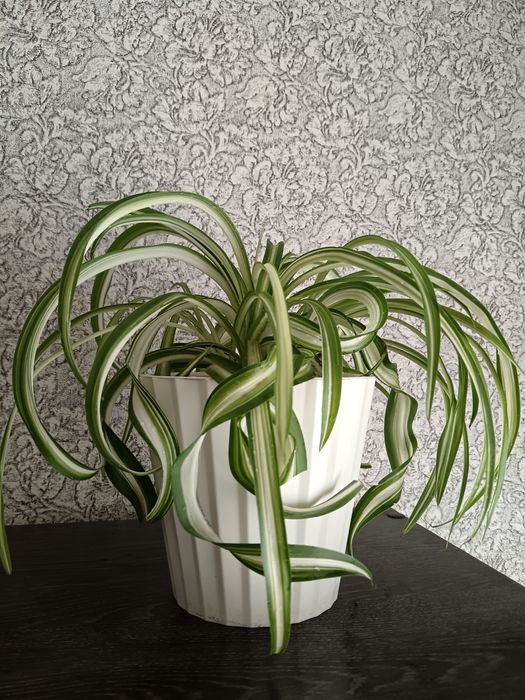 Хлорофитум, продаётся  молодой цветок