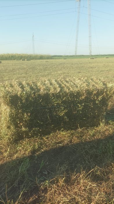 Vând baloți de lucernă