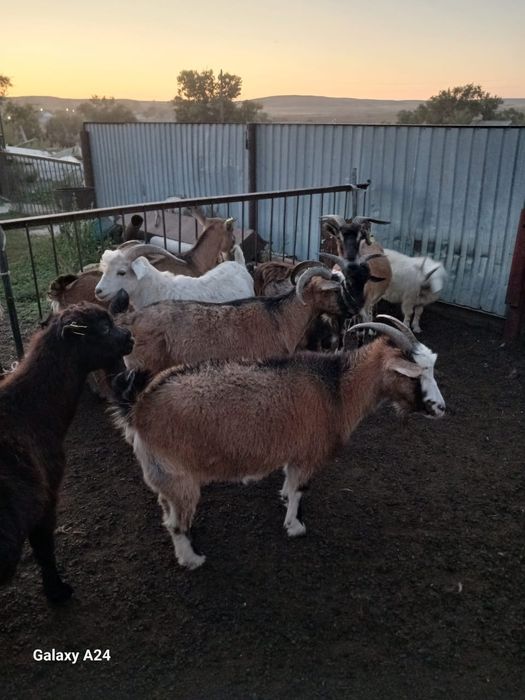 Ешкилер сатылады