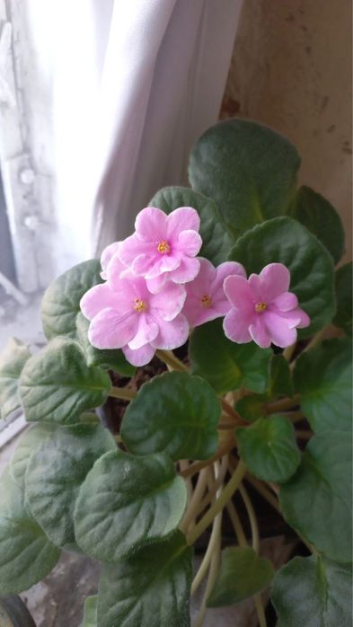Фиалки розовые цветы комнатные цветы продаю