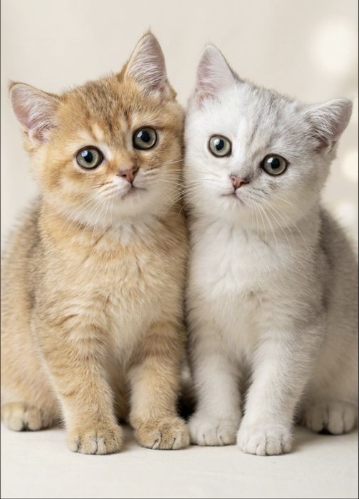 Шиншиллы драгоценного окраса