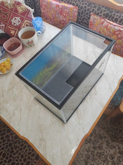 Терариум с ультрафиолетовой лампой. Terarium ultrafiolet cheroq blan