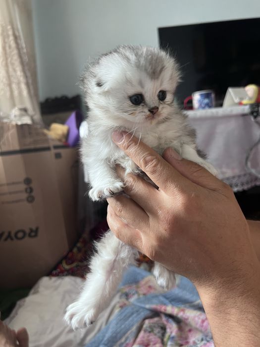 Кошки sotiladi toza qon