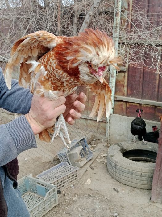 Продам петух Карликовый Падуан