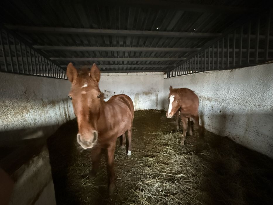 Продам Молодых Кабыл