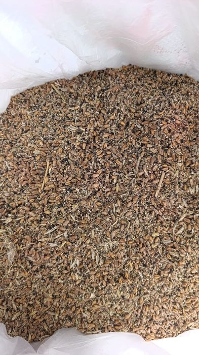 Продам зерно отходы пшеницы