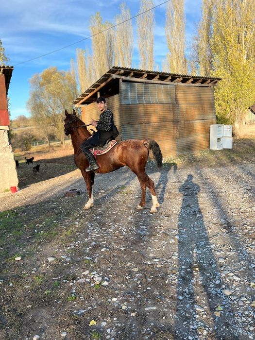 Лошадь   Турар рускулов