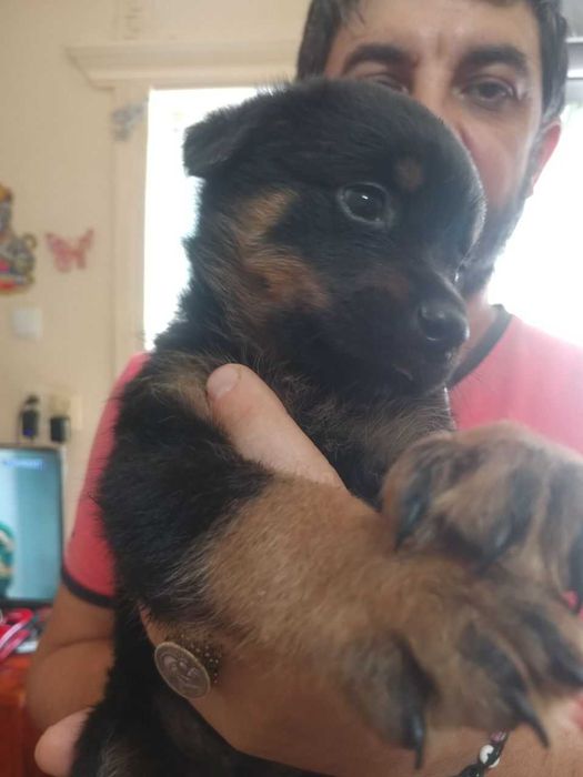 Щенки Ротвейлера