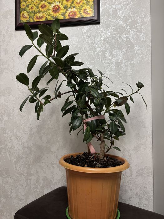 Фикус высотой 120см