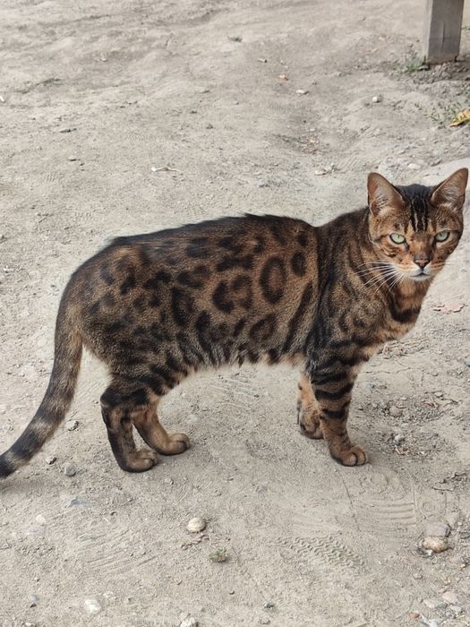 Кошка Бенгальская