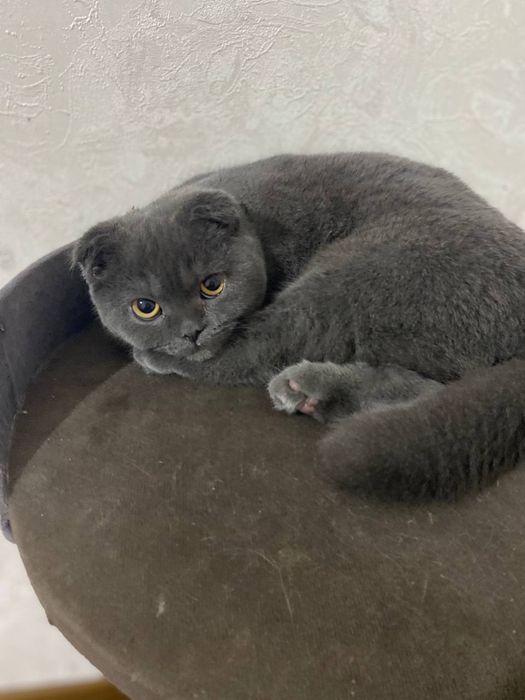 Shotlonskiy stroyt mushuki sotiladi sogʻlom lotoq biladi erkak