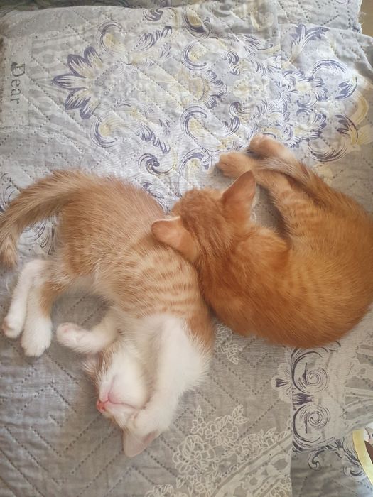 Отдам в хорошие руки котят