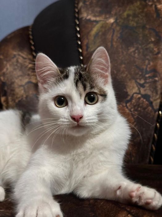 Чудесная кошечка