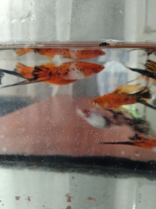 Ситцевые меченосцы