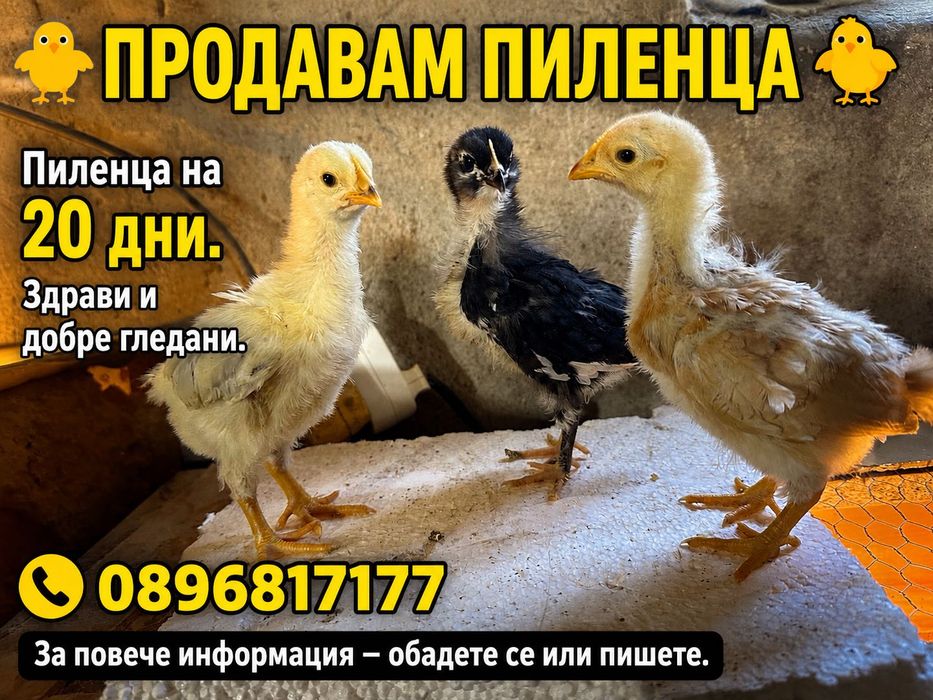 Породисти пилета