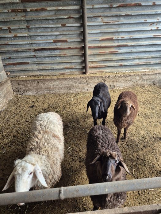 Бараны пос жетыген