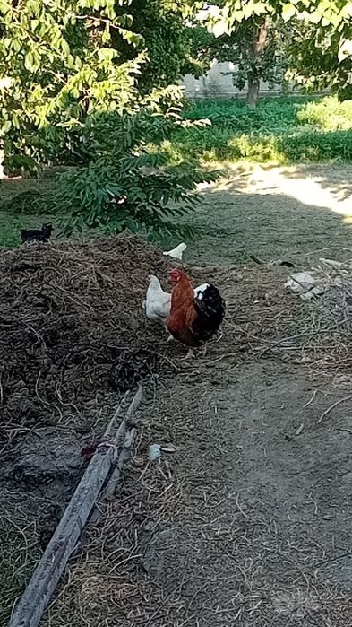 Tovuqlar sotiladi