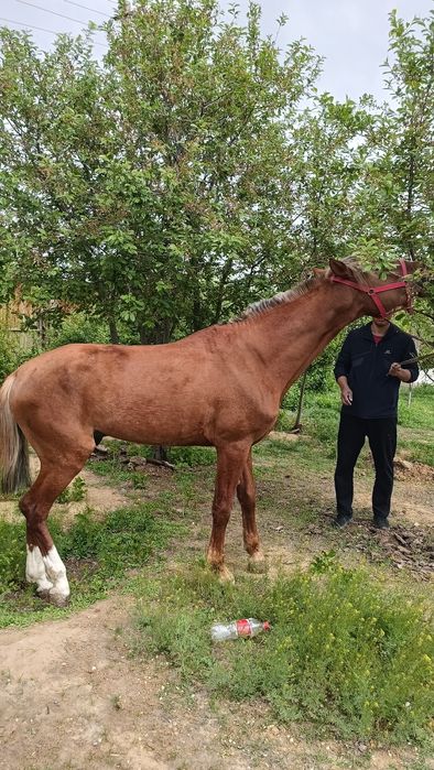 Асыл тұқымды жылқы сатылады.