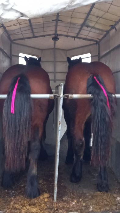 O pereche de  mânji speciali linia Fitero de vanzare