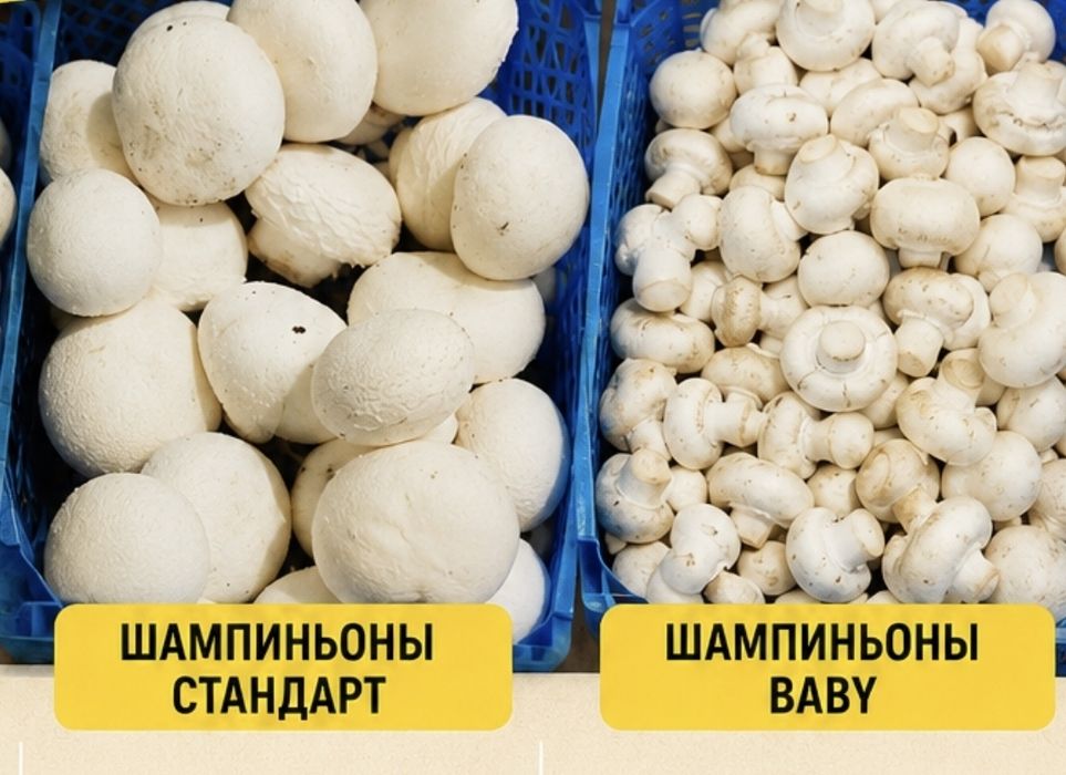 Грибы шампиньоны оптом и в розницу