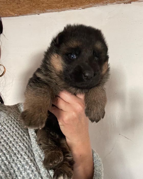 Щенки немецкой овчарки