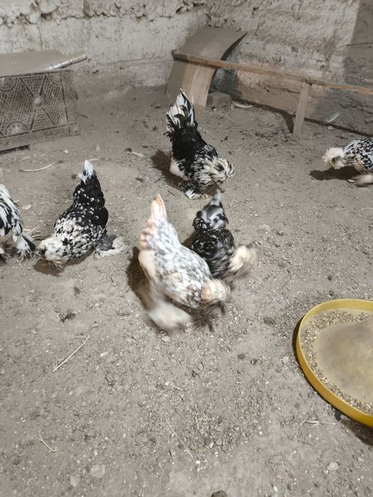 Корейский Японча