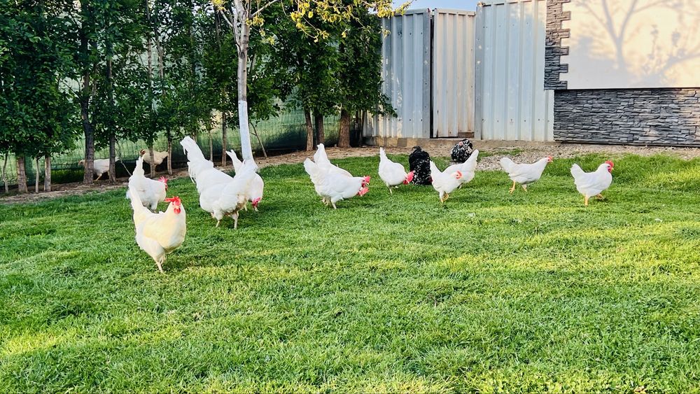 Disponibile oua incubat leghorn italian rasa pura