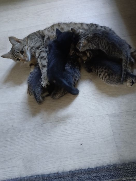Отдам котят в добрые руки