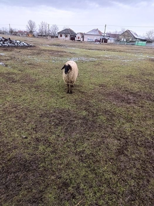 Ofer spre vânzare un berbec
