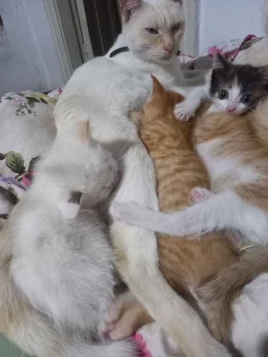 Отдаю котят в добрые любящие руки.