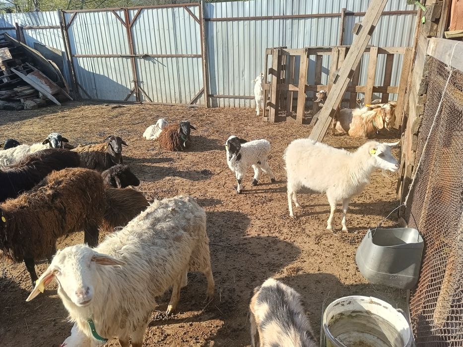 Продам овец  и коз всех вместе.
