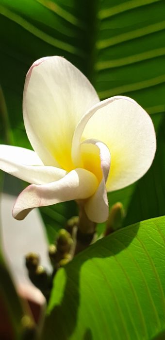 Plumeria / frangipani