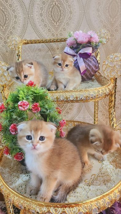 Котята скотиш фонд золотые шиншилы