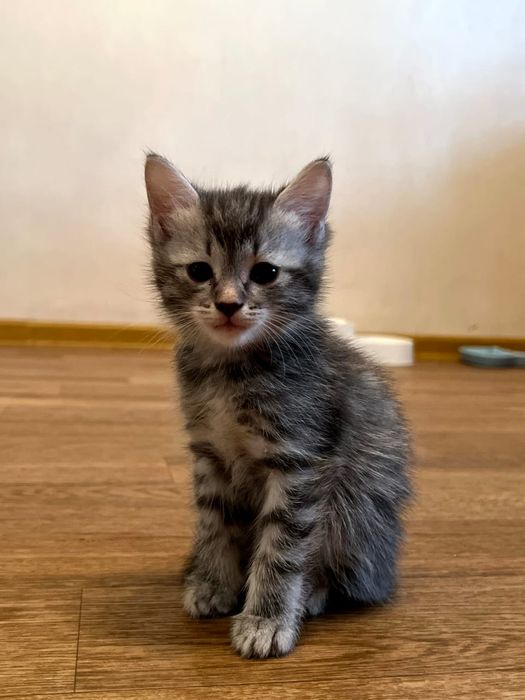 Продам котят за двадцать тыс тенге