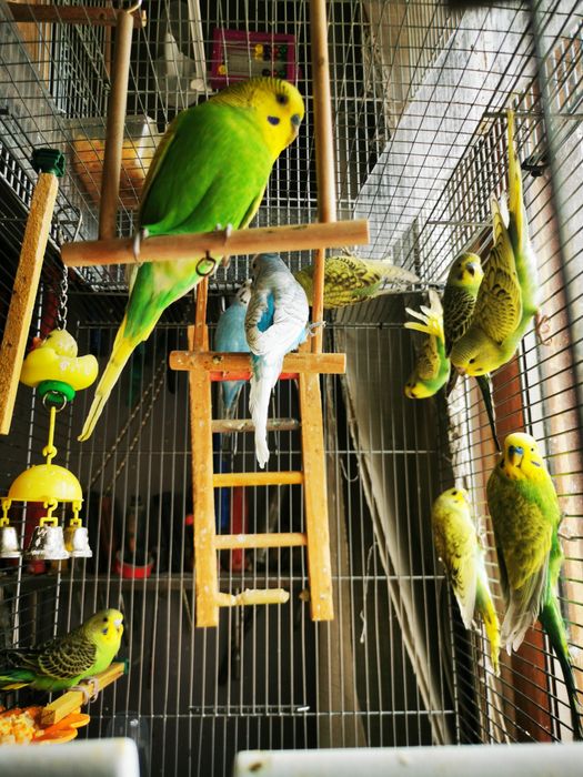 Papagali  de vanzare