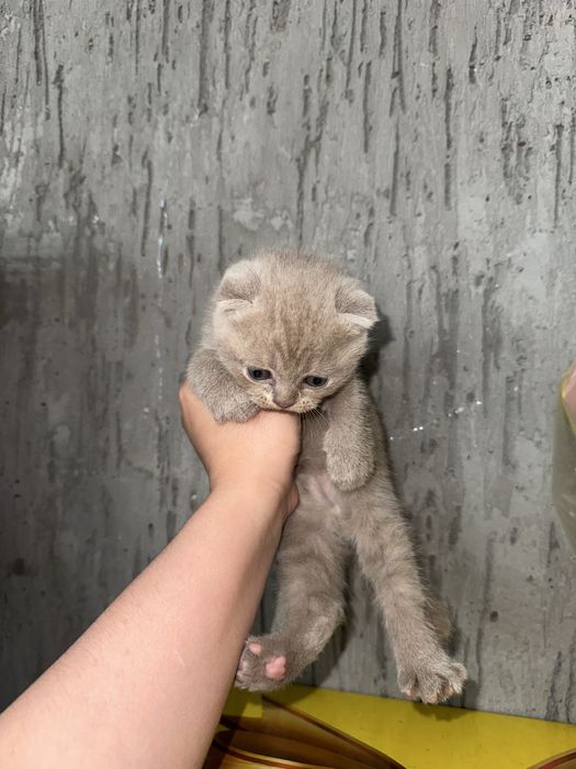 skotish fold 1.5oylik sotiladi bolalari