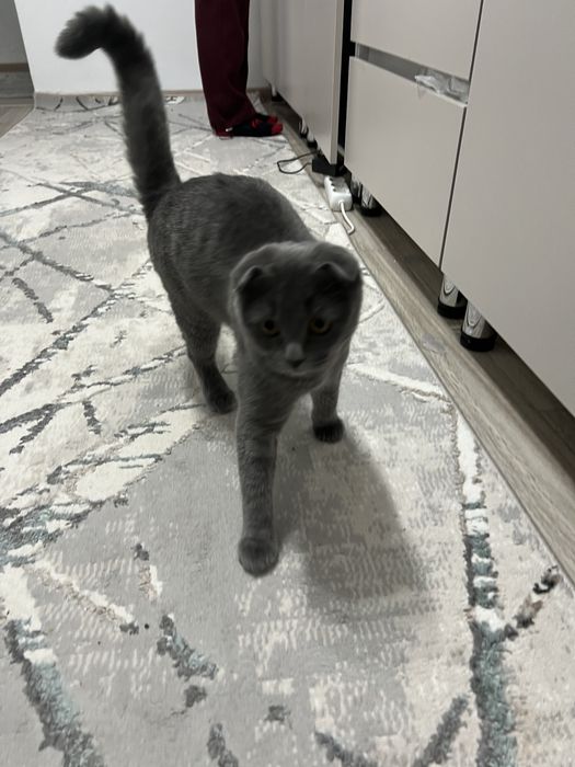 Кошка шотландская