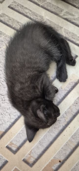 Кошка с котятами 1мес