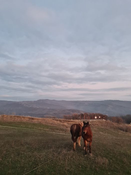 Vând mânză de rasă