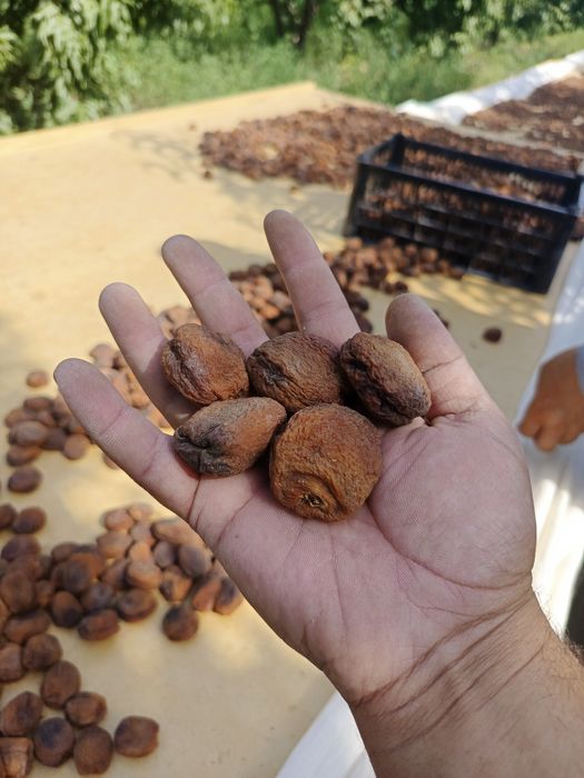 Ajoyib rus kokraklari