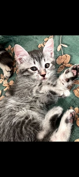 Отдам котят бесплатно