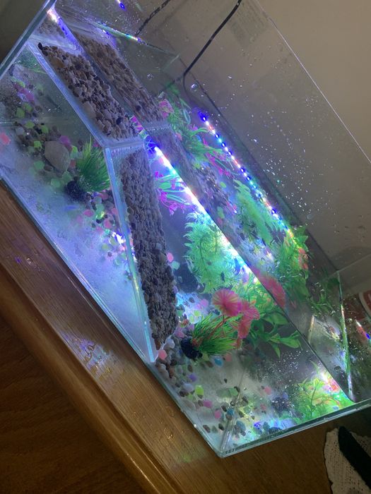 Acvariu pentru testoasa  tot cu  broscuță