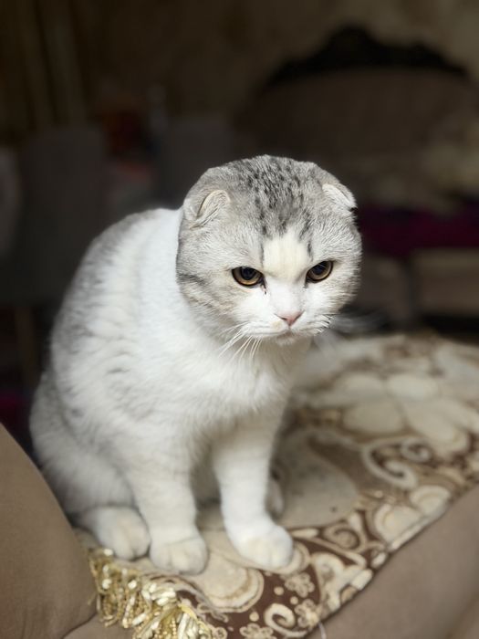 Шотландская вислоухая кошка